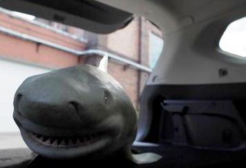 Video: “Shark” Sighting in Lake Ontario Revealed as Shark Week Hoax