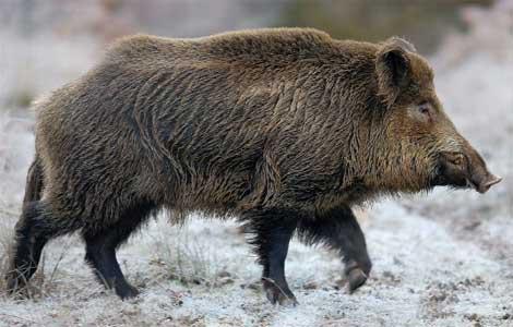 New York Considers Banning Wild Boar Hunt
