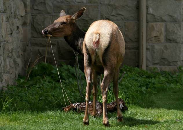 An Elk Is Born