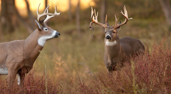 Whitetail Hunting Tips: How to Use Deer Calls, Scents, and Decoys