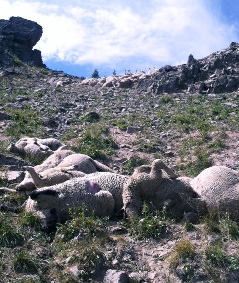 Two Wolves Kill 176 Sheep in One Night Near Idaho Falls