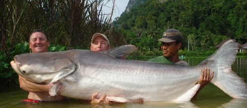 Welsh Angler Catches World Record Giant Mekong Catfish