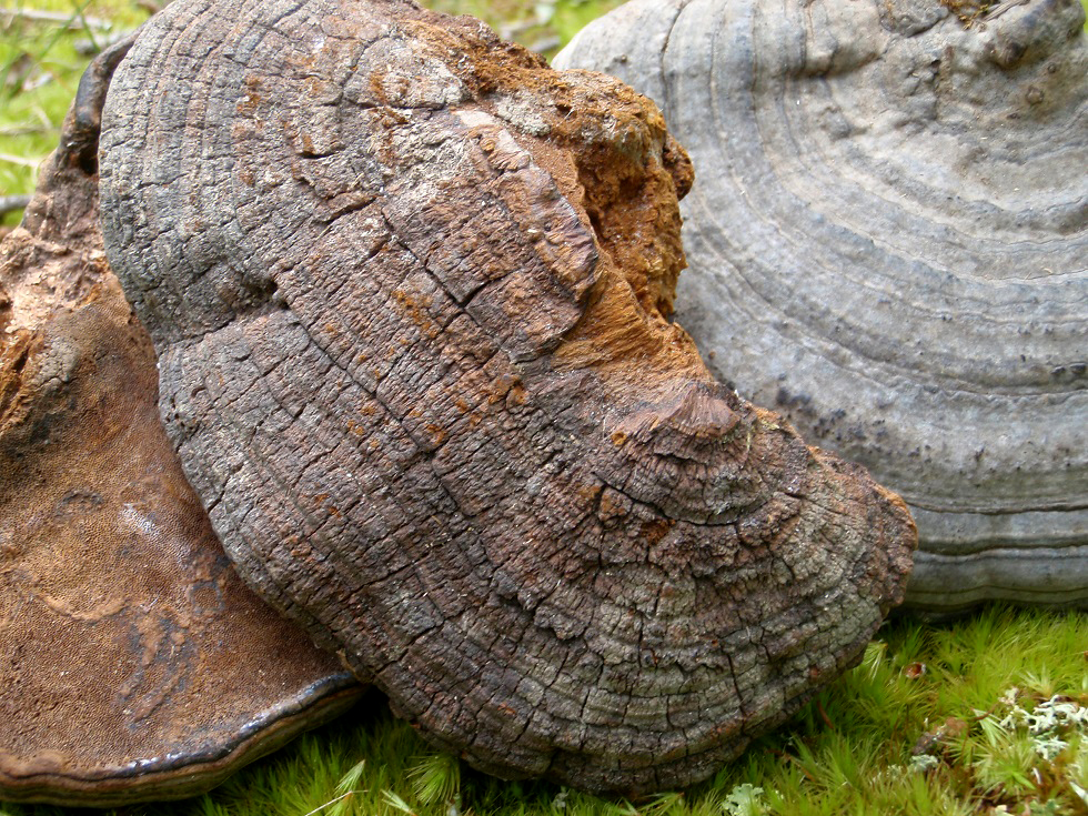 You Can Use These 2 Kinds of Tree Fungus for Fire Tinder