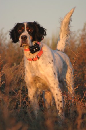 6 Pointers for Pointer Pups