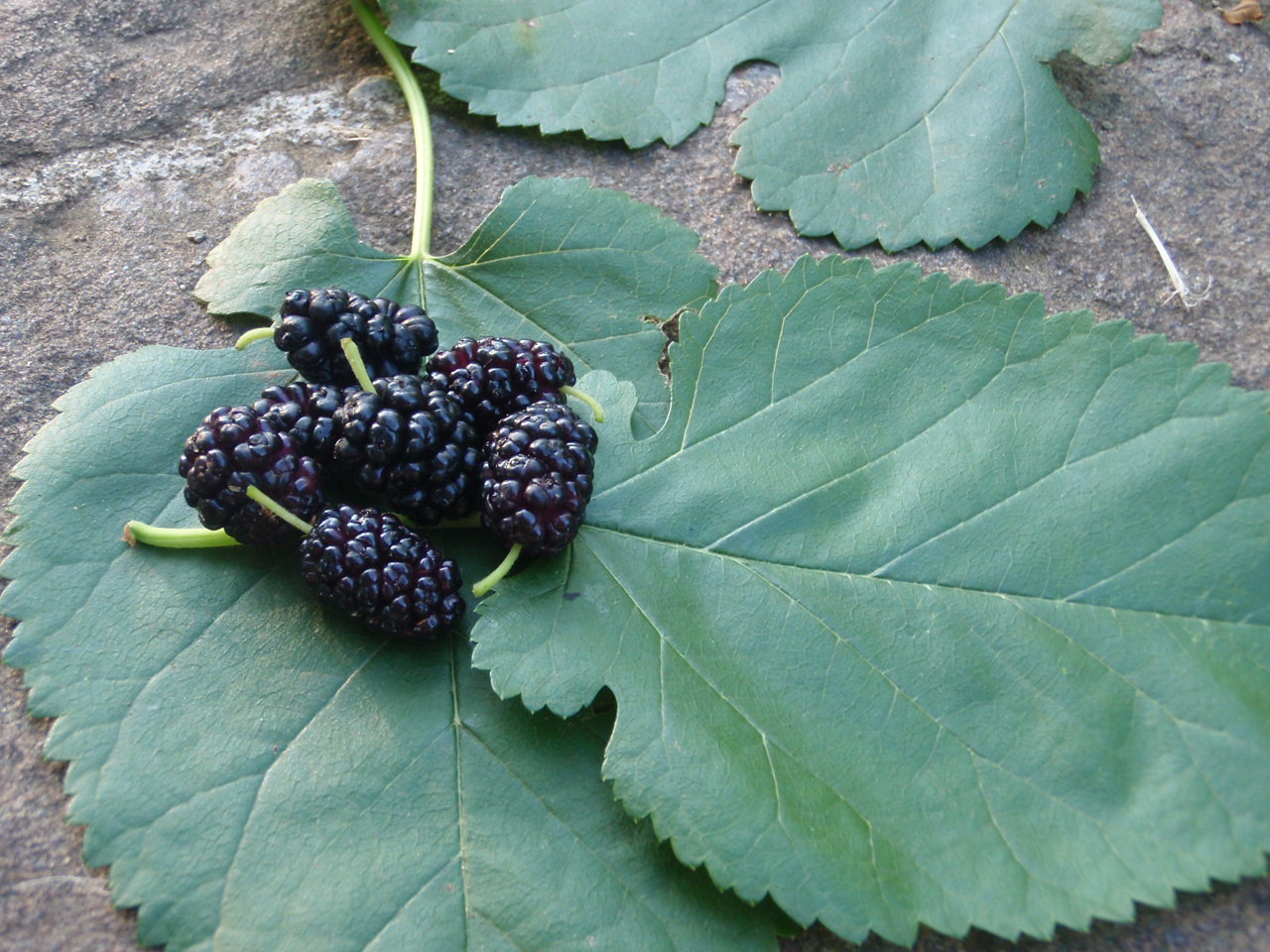 Edible Mulberries