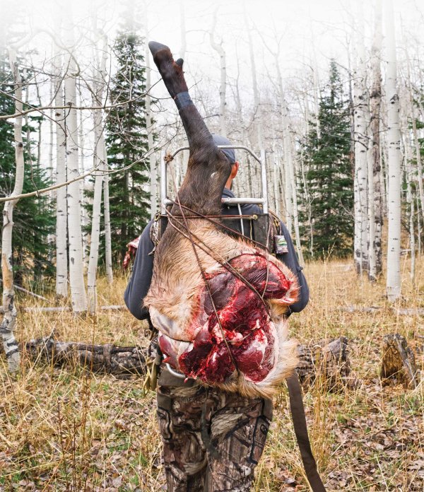 Bull’s Eye: Why Colorado is an Elk Hunter’s Paradise