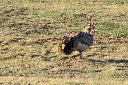 Strange Bird: Rare Sharptail/Sage Grouse Hybrid Found in Wyoming