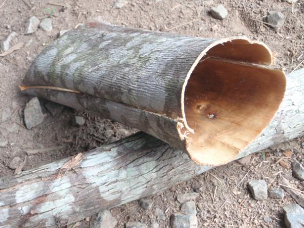 Survival Skills: How To Make a Bark Container
