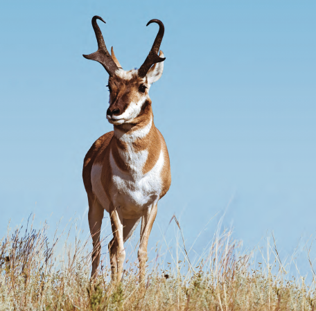 Pronghorn Antelope Hunting Tips and Tactics