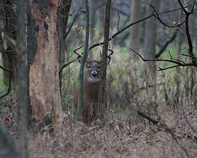 buck in woods