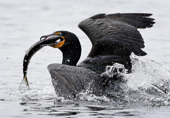 South Carolina’s Controversial Cormorant Hunt Culls 11K Birds