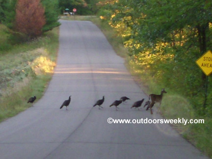 This doe decided to raise a flock of turkeys as her own.