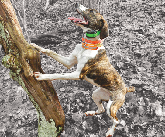 Cur vs. Feist: How Pick Your Next Squirrel Dog