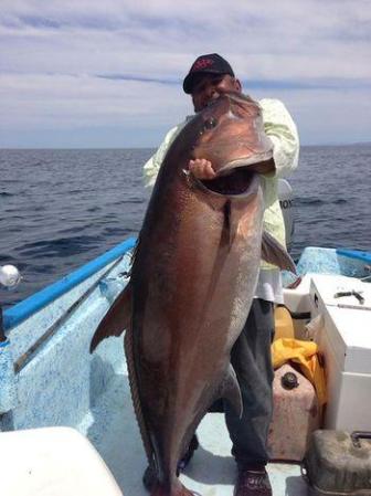 Monster Amberjack Could Have Challenged World Record