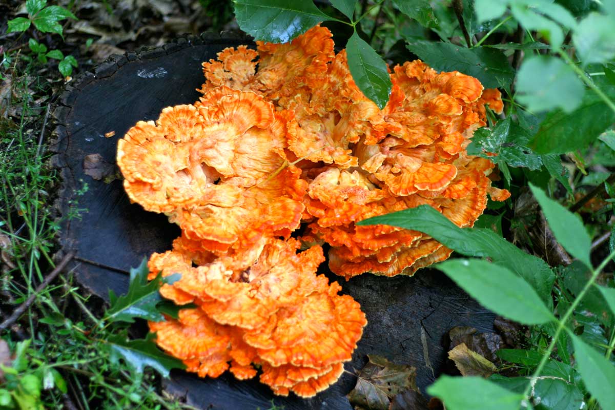 mushrooms chicken of the woods