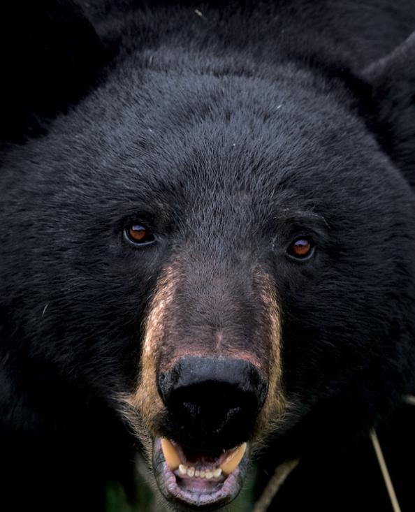 Black bear guide: how to identify, where to find them and what to do if you  encounter one - Discover Wildlife