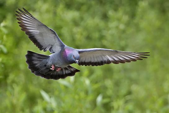 Pigeon Poachers Busted in Brooklyn’s Prospect Park