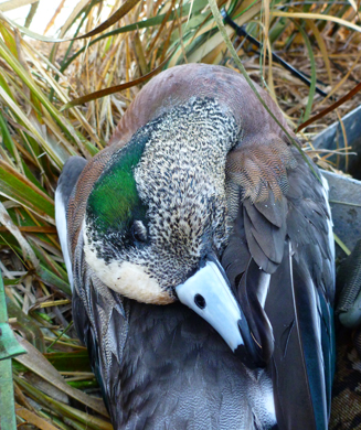 Birds on the Bayou: Duck Hunting Louisiana