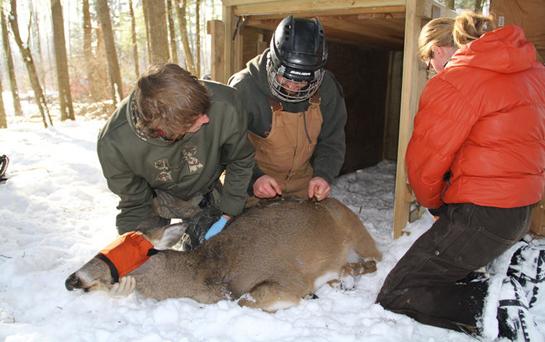 New Wisconsin Study Reveals Data on Deer Mortality