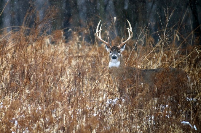 Natural Food Plots: How to “Grow” Them This Winter and Why They Work