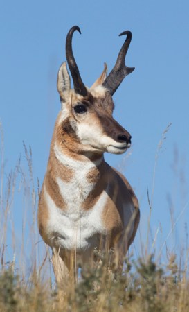 DIY Pronghorns: How to Hunt Antelope Over Water Holes
