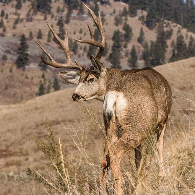 How to Scout and Hunt Muleys by Mapping 3 Types of Terrain