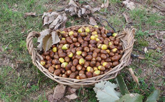 How to Eat Acorns: The Ultimate Survival Food