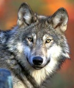 Wisconsin Wolves Killing More Hunting Dogs