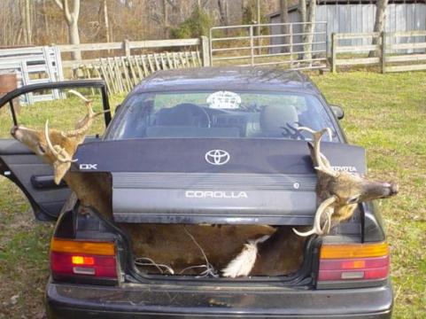 Toyota Corolla deer hauler.