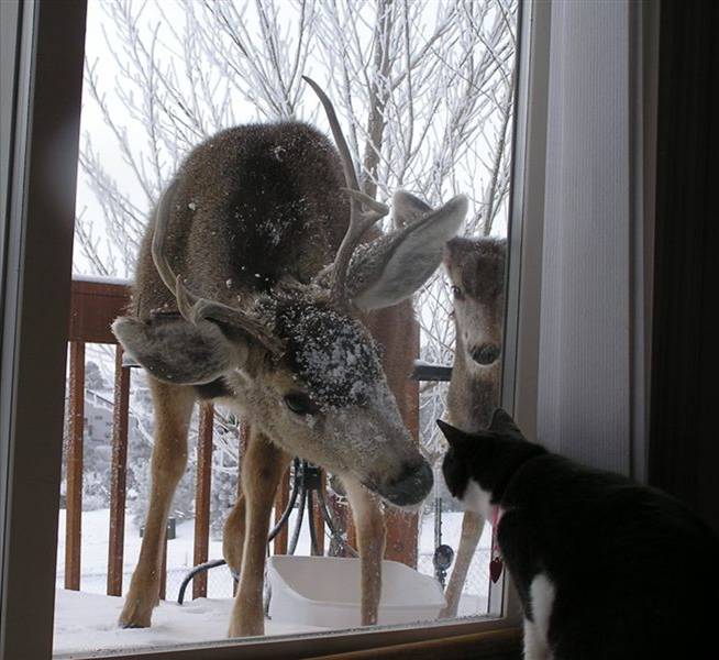 This young buck has clearly never seen a cat before.