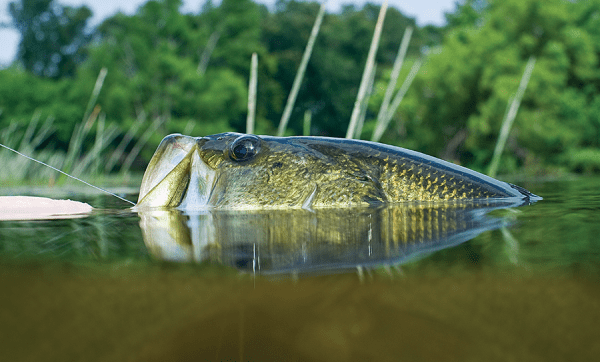 5 Native Weeds We Like and How to Fish Them for Big Bass