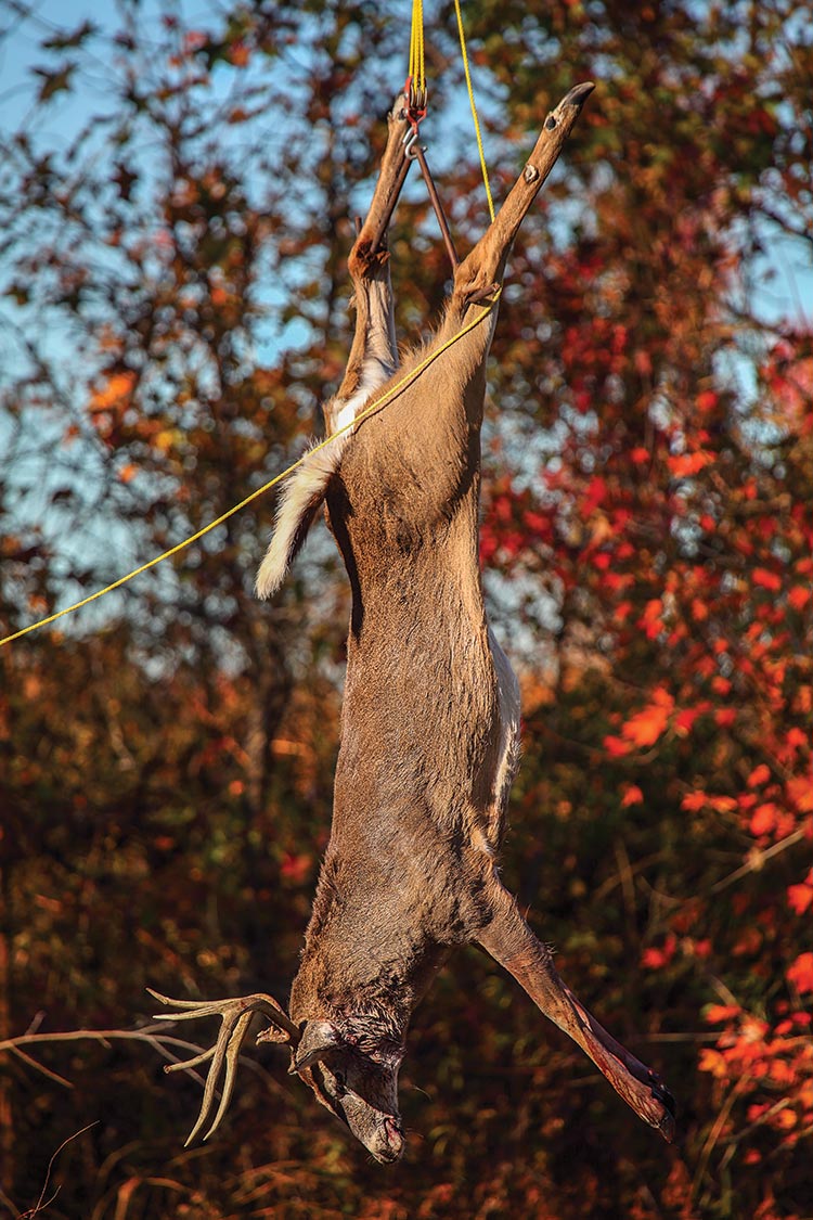 Deer hanging from line