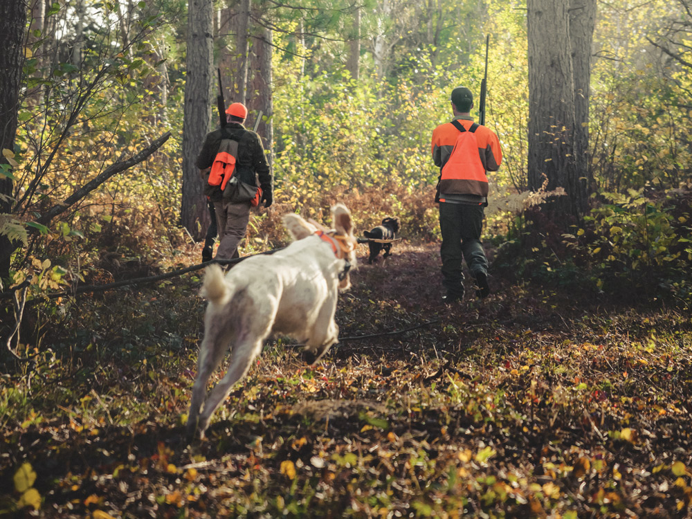 hunting dog running behind hunters