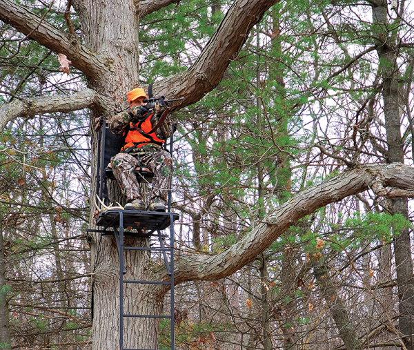 Whitetail Deer: How To Pick the Perfect Tree for a Stand