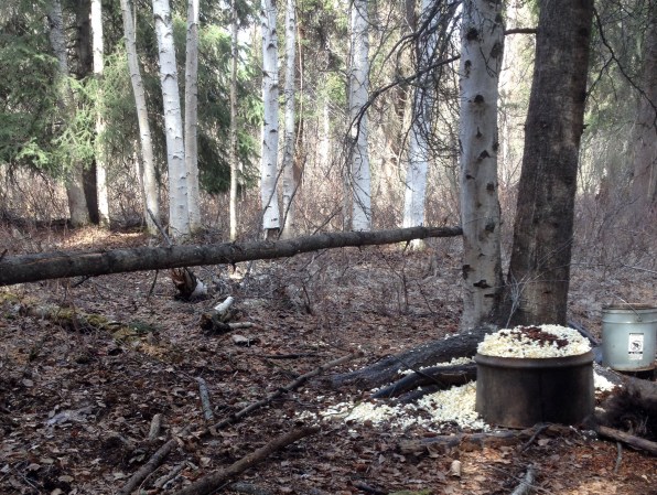 Black Bear Hunting: Forget the Barrel, Use a Limbo Pole to Size Up Bruins