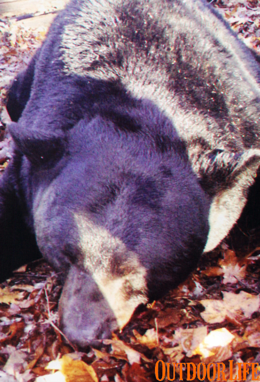 New Potential World Record Black Bear Shot in Pennsylvania