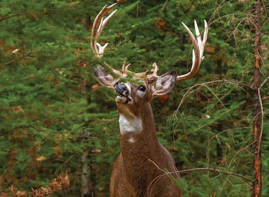 The Truth About Hunting Whitetails in Wind
