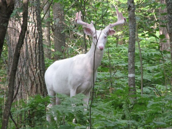 The Mysterious Albino Deer Herd
