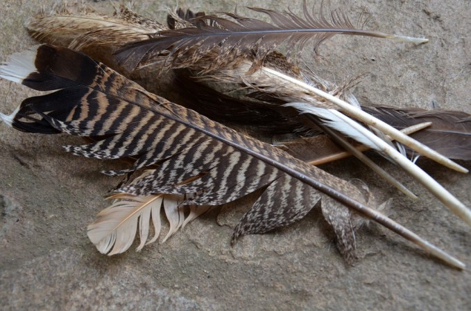 turkey feathers on stone
