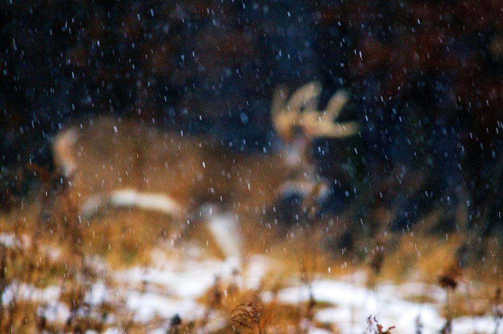 snow whitetail buck