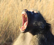 New Plan to Control Baboons in South Africa: Give Them Their Own Land