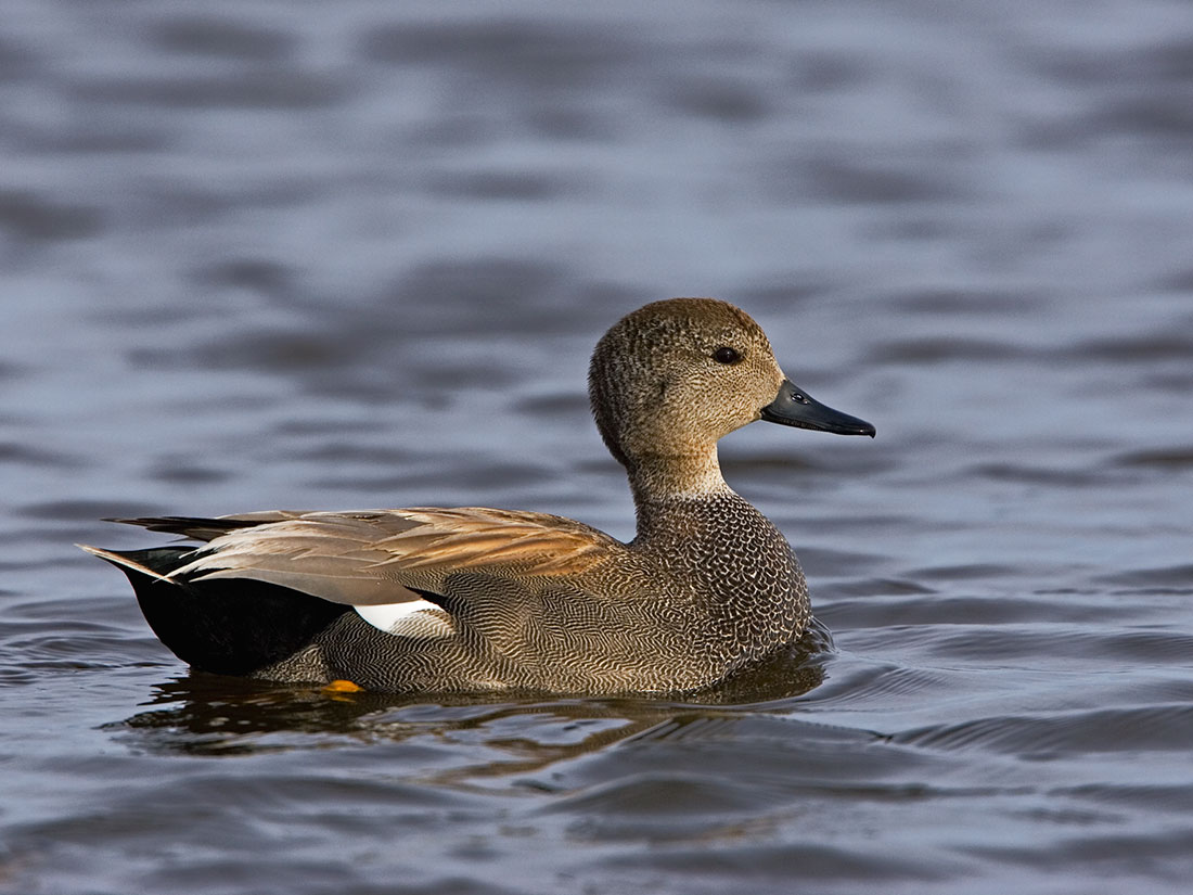 gadwall duck, duck species, types of ducks, grey duck
