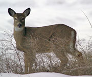 ND Reduces Number of Deer Hunting Licenses by 40 Percent