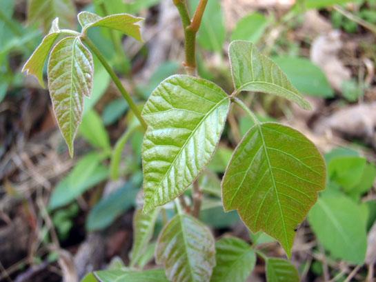 Field Remedies For Poison Ivy