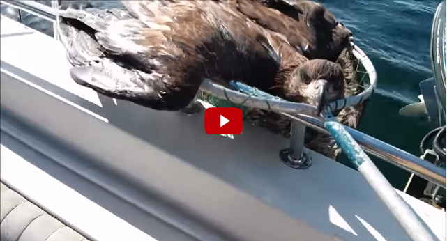 Video: Angler Rescues Exhausted Bald Eagle
