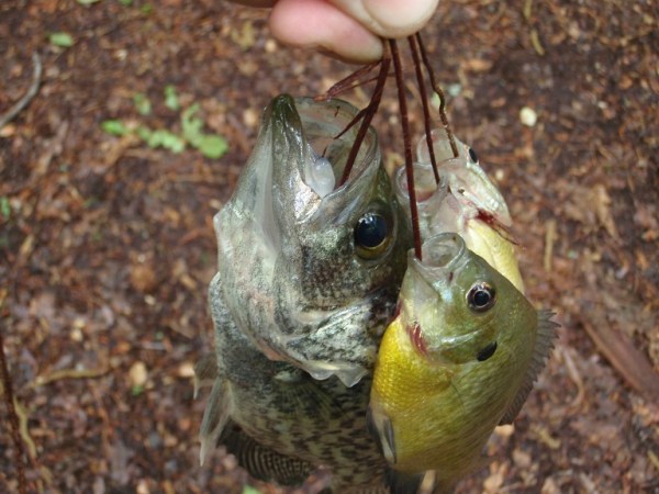 Survival Skills: 3 Odd Techniques For Primitive Fishing