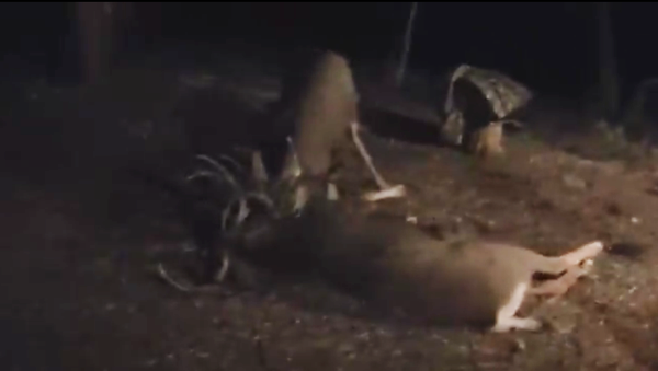 Insult to (Mortal) Injury: Mule Deer Attacks Dead Buck