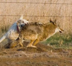 Yellow Lab Chases Down a Coyote