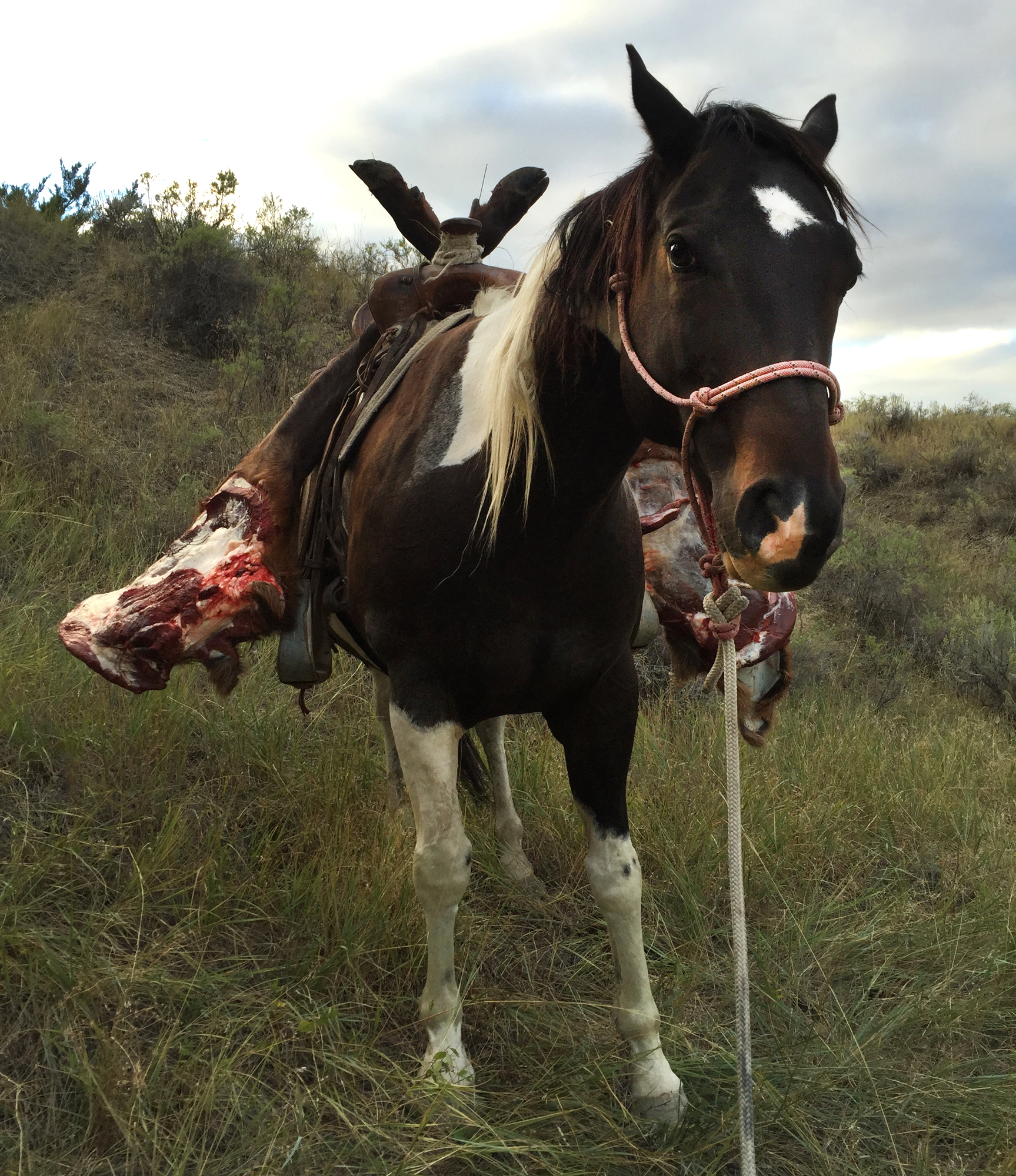 packhorse-elk-meat-quarter-hunting
