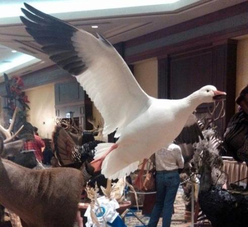 Taking Care of Taxidermy: Tips from the Reigning World Champ